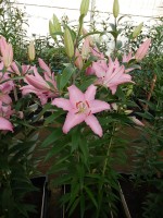 [4343 Sheila TL VZ No01.JPG]